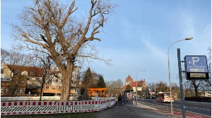 Der Fallradius der Schwarzpappel am Nexöplatz wurde abgesperrt um die Kappung des kranken Baumes vornehmen zu können