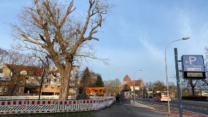 Der Fallradius der Schwarzpappel am Nexöplatz wurde abgesperrt um die Kappung des kranken Baumes vornehmen zu können