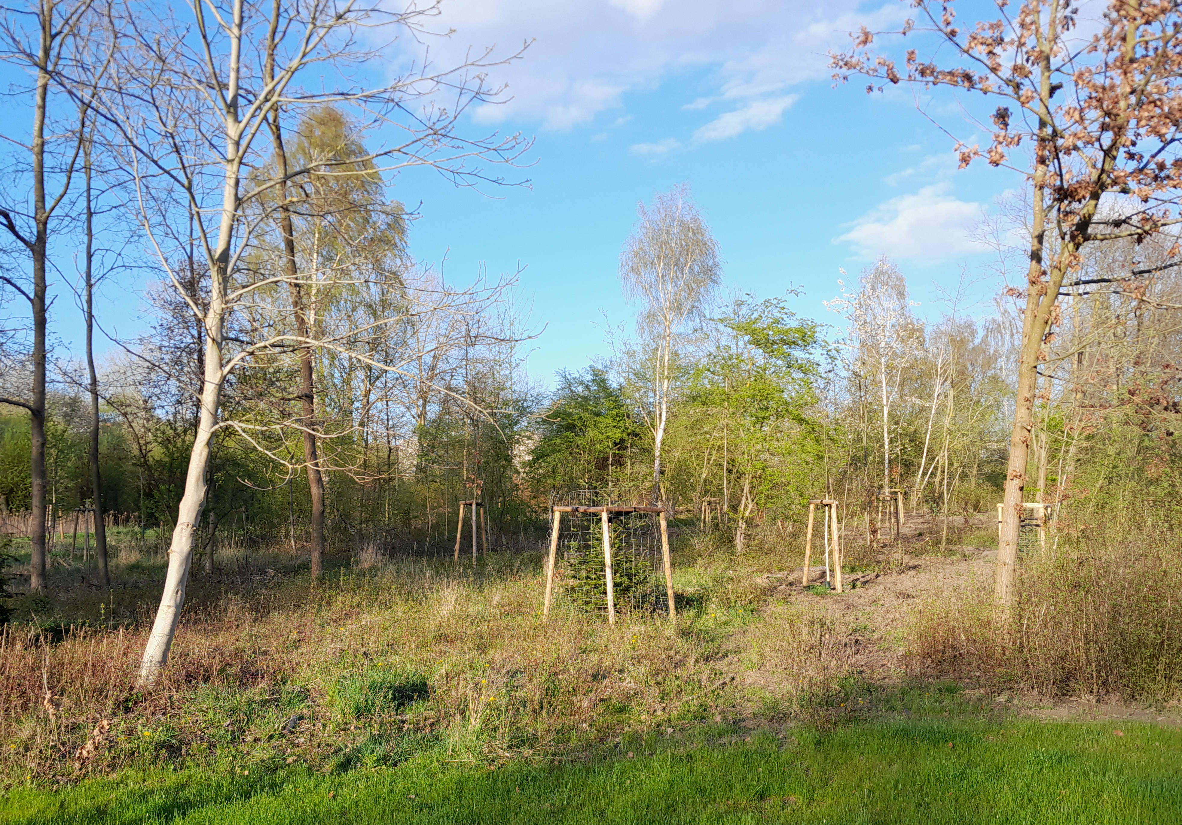 /export/sites/hgw/de/.galleries/Pressestelle-Pressemitteilungen/Pressemitteilungen-2024/Aufforstung-im-Greifswalder-Stadtpark-Foto-Bjoern-Treber.jpg