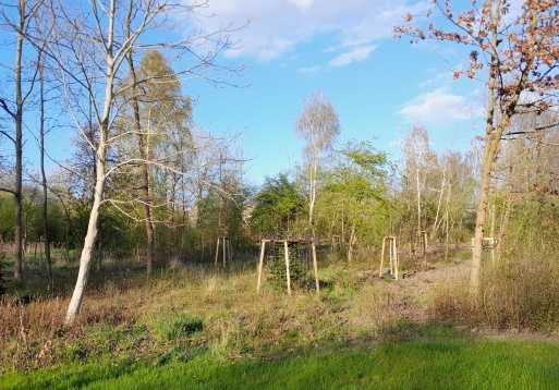 Waldfläche im Stadtpark mit neuen Setzlingen