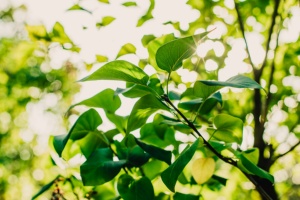 grüne Blätter an einem Ast