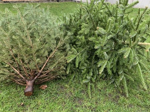 Entsorgung der Weihnachtsbäume