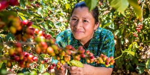 Kaffeepflückerin aus Guatemala