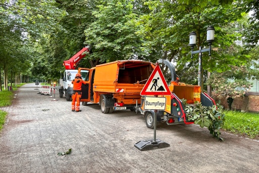 Baumpflegearbeiten auf dem Kastanienwall