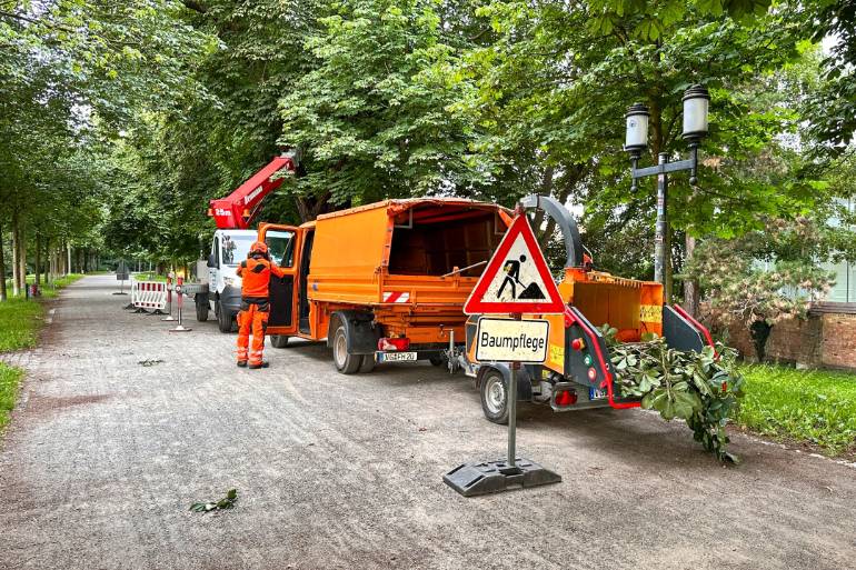 Baumpflegearbeiten auf dem Kastanienwall