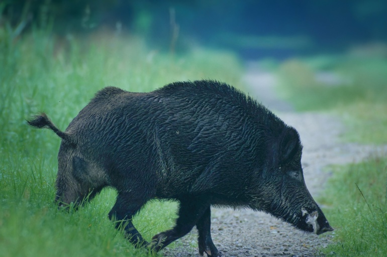 Keiler im Eichwald 2024