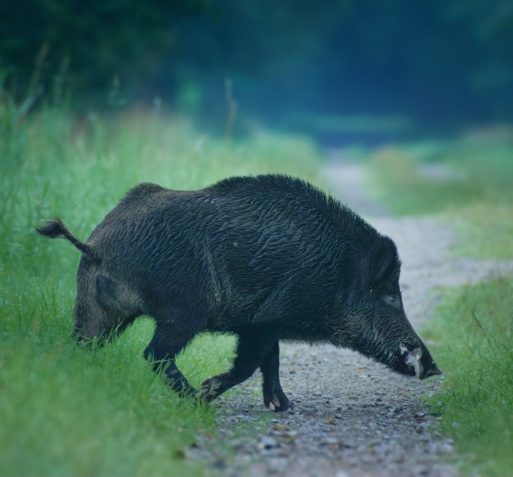 Keiler im Eichwald 2024