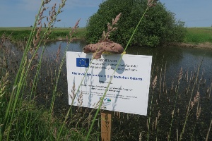 Renaturierung der Sölle bei Dömitz (c) Carmen Wassong) (2) © Carmen Wassong renaturierte Sölle bei Dömitz