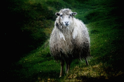 Ein Scharf auf einer grünen Wiese