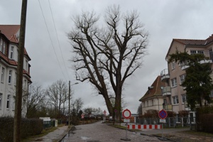 Schwarzpappel Falladastraße, Foto Pressestelle (1)