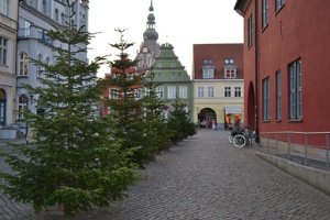 Weihnachtsbaumentsorgung