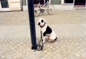 Ein Hund angebunden an einer Laterne