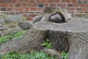 Baumstumpf mit Stein, April 2017, Pressestelle © Pressestelle Bild
