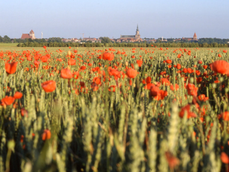 Stadtsilhouette mit den Kirchen der Greifswalder Altstadt Stadtsilhouette mit den Kirchen der Greifswalder Altstadt