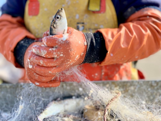 Fisch Ein Fisch in den Händen
