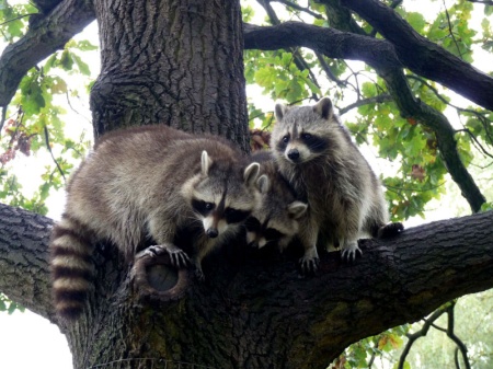 Waschbären im Greifswalder Tierpark