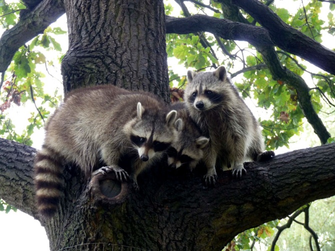 Tierpark Greifswald Waschbären im Greifswalder Tierpark
