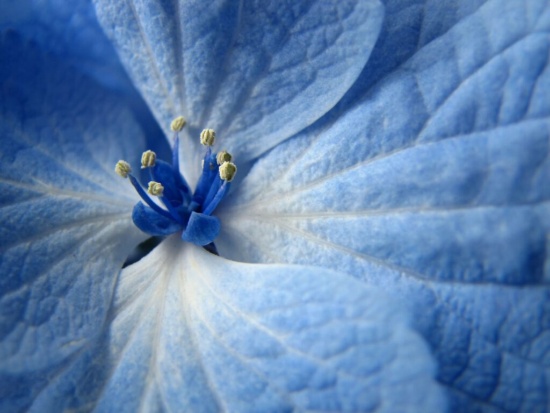 Blaue Blume